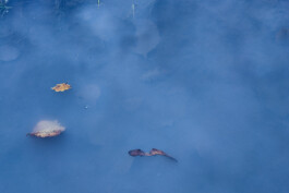 valeria farinella・中野バレリア