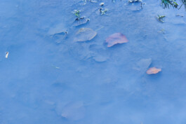 valeria farinella・中野バレリア