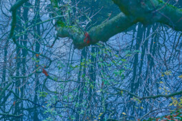 valeria farinella・中野バレリア